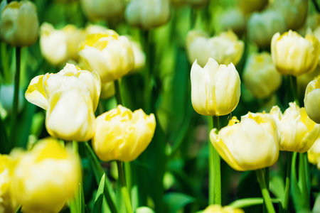 A beautiful garden in spring filled with tulips in multiple colors, showcasing the season's vibrant blooms.の写真素材