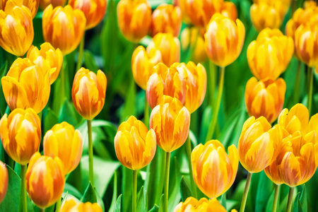 Yellow and orange tulips blooming brightly in a lush garden surrounded by green leaves, showcasing the vibrant beauty of spring.の写真素材