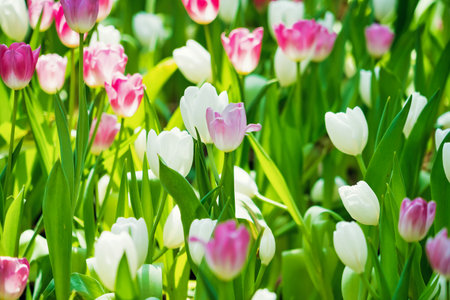 A beautiful garden in spring filled with tulips in multiple colors, showcasing the season's vibrant blooms.の写真素材