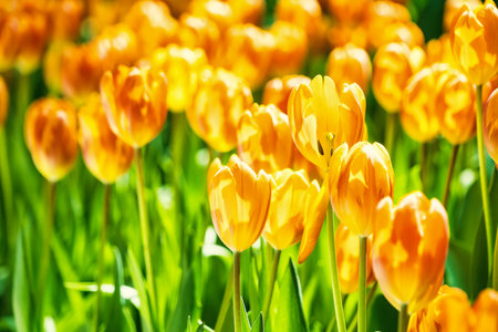 Yellow and orange tulips blooming brightly in a lush garden surrounded by green leaves, showcasing the vibrant beauty of spring.の写真素材