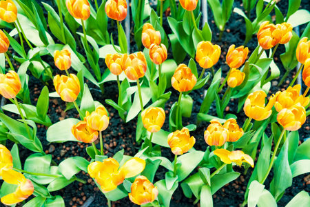 Yellow and orange tulips blooming brightly in a lush garden surrounded by green leaves, showcasing the vibrant beauty of spring.の写真素材