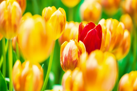 Yellow and orange tulips blooming brightly in a lush garden surrounded by green leaves, showcasing the vibrant beauty of spring.の写真素材