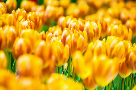 Yellow and orange tulips blooming brightly in a lush garden surrounded by green leaves, showcasing the vibrant beauty of spring.の写真素材