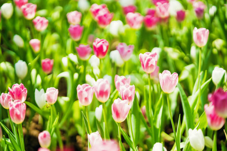 A beautiful garden in spring filled with tulips in multiple colors, showcasing the season's vibrant blooms.の写真素材