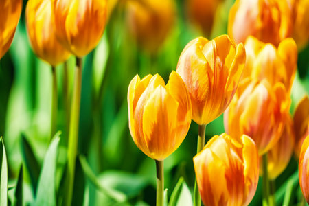 Yellow and orange tulips blooming brightly in a lush garden surrounded by green leaves, showcasing the vibrant beauty of spring.の写真素材