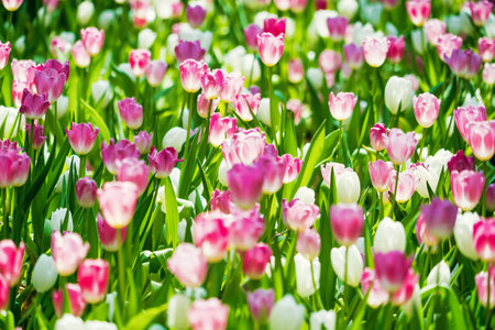 A beautiful garden in spring filled with tulips in multiple colors, showcasing the season's vibrant blooms.の写真素材