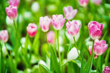 A beautiful garden in spring filled with tulips in multiple colors, showcasing the season's vibrant blooms.の写真素材