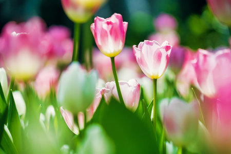 A beautiful garden in spring filled with tulips in multiple colors, showcasing the season's vibrant blooms.の写真素材