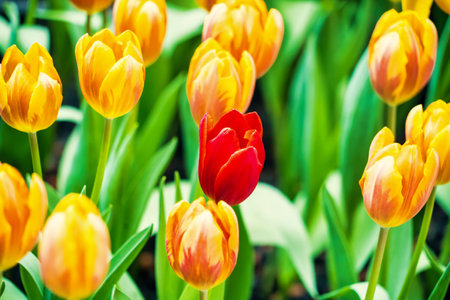 Yellow and orange tulips blooming brightly in a lush garden surrounded by green leaves, showcasing the vibrant beauty of spring.の写真素材