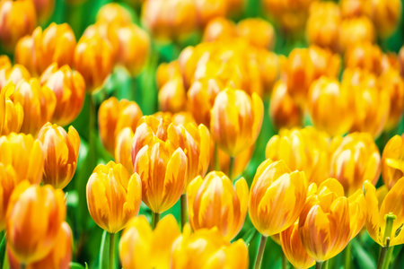 Yellow and orange tulips blooming brightly in a lush garden surrounded by green leaves, showcasing the vibrant beauty of spring.の写真素材