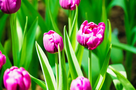 A beautiful garden in spring filled with tulips in multiple colors, showcasing the season's vibrant blooms.の写真素材