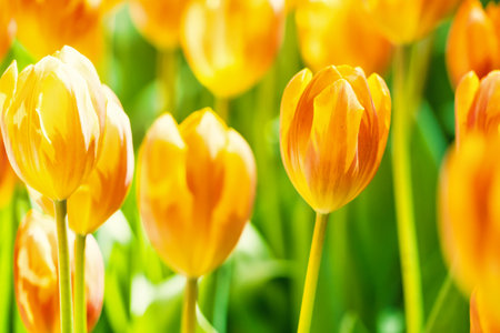 Yellow and orange tulips blooming brightly in a lush garden surrounded by green leaves, showcasing the vibrant beauty of spring.の写真素材