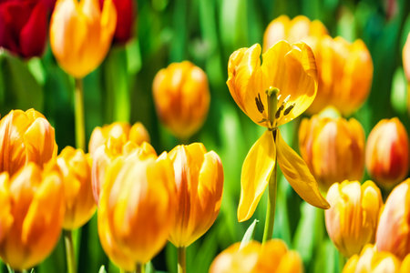 Yellow and orange tulips blooming brightly in a lush garden surrounded by green leaves, showcasing the vibrant beauty of spring.の写真素材