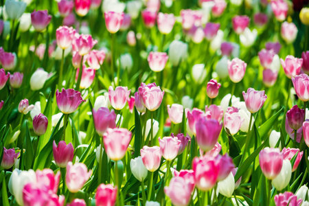 A beautiful garden in spring filled with tulips in multiple colors, showcasing the season's vibrant blooms.の写真素材
