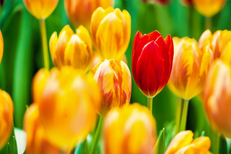 Yellow and orange tulips blooming brightly in a lush garden surrounded by green leaves, showcasing the vibrant beauty of spring.の写真素材