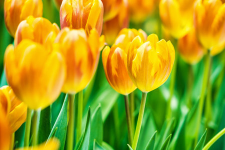 Yellow and orange tulips blooming brightly in a lush garden surrounded by green leaves, showcasing the vibrant beauty of spring.の写真素材