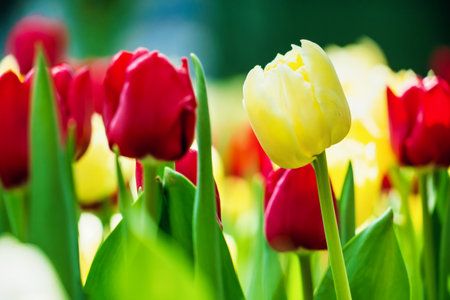 A beautiful garden in spring filled with tulips in multiple colors, showcasing the season's vibrant blooms.の写真素材
