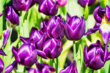A beautiful garden in spring filled with tulips in multiple colors, showcasing the season's vibrant blooms.の写真素材