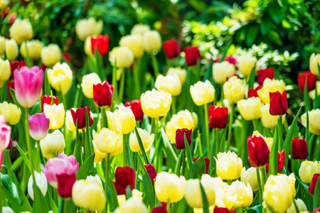 A beautiful garden in spring filled with tulips in multiple colors, showcasing the season's vibrant blooms.の写真素材