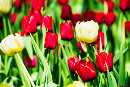 A beautiful garden in spring filled with tulips in multiple colors, showcasing the season's vibrant blooms.の写真素材
