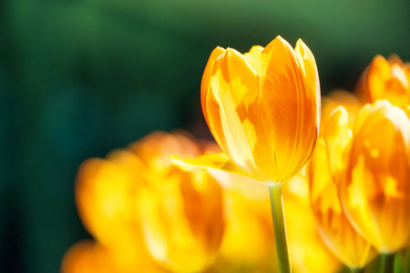 Yellow and orange tulips blooming brightly in a lush garden surrounded by green leaves, showcasing the vibrant beauty of spring.の写真素材