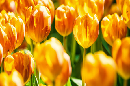 Yellow and orange tulips blooming brightly in a lush garden surrounded by green leaves, showcasing the vibrant beauty of spring.の写真素材