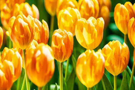 Yellow and orange tulips blooming brightly in a lush garden surrounded by green leaves, showcasing the vibrant beauty of spring.の写真素材