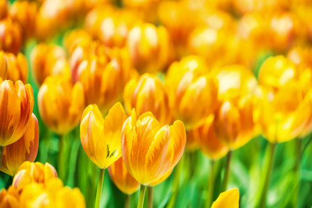 Yellow and orange tulips blooming brightly in a lush garden surrounded by green leaves, showcasing the vibrant beauty of spring.の写真素材