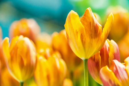 Yellow and orange tulips blooming brightly in a lush garden surrounded by green leaves, showcasing the vibrant beauty of spring.の写真素材