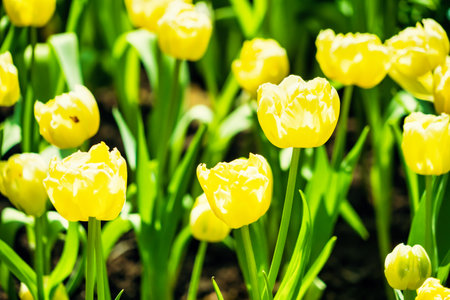 Yellow and orange tulips blooming brightly in a lush garden surrounded by green leaves, showcasing the vibrant beauty of spring.の写真素材