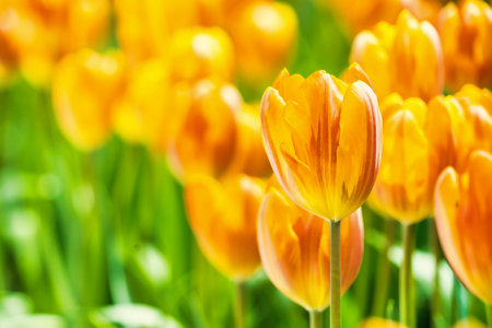Yellow and orange tulips blooming brightly in a lush garden surrounded by green leaves, showcasing the vibrant beauty of spring.の写真素材