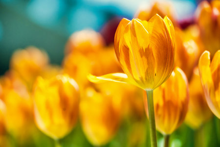 Yellow and orange tulips blooming brightly in a lush garden surrounded by green leaves, showcasing the vibrant beauty of spring.の写真素材