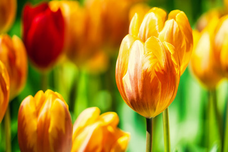 Yellow and orange tulips blooming brightly in a lush garden surrounded by green leaves, showcasing the vibrant beauty of spring.の写真素材
