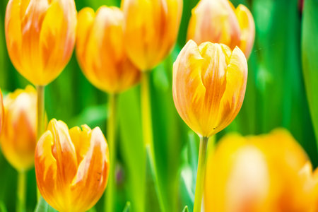Yellow and orange tulips blooming brightly in a lush garden surrounded by green leaves, showcasing the vibrant beauty of spring.の写真素材