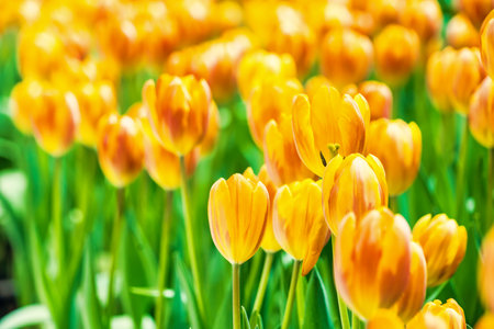 Yellow and orange tulips blooming brightly in a lush garden surrounded by green leaves, showcasing the vibrant beauty of spring.の写真素材