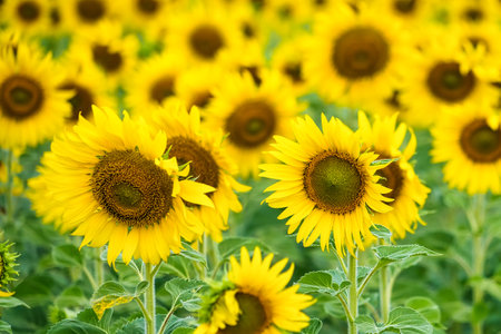 A Sunflower Field Captured in Perfect Detail, Highlighting the Brightness and Vivid Colors of Each Blooming Flowerの写真素材