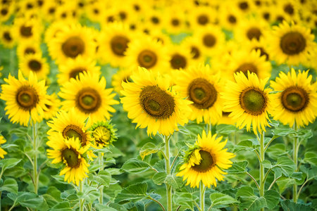 A Sunflower Field Captured in Perfect Detail, Highlighting the Brightness and Vivid Colors of Each Blooming Flowerの写真素材