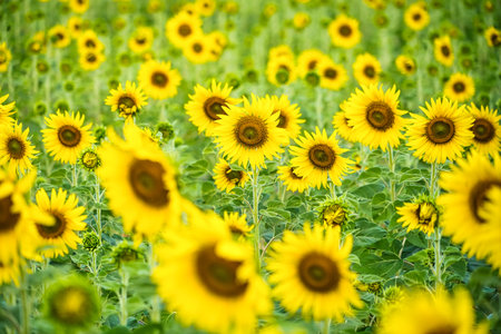 A Sunflower Field Captured in Perfect Detail, Highlighting the Brightness and Vivid Colors of Each Blooming Flowerの写真素材