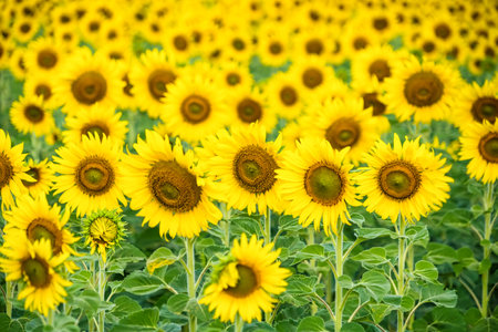A Sunflower Field Captured in Perfect Detail, Highlighting the Brightness and Vivid Colors of Each Blooming Flowerの写真素材