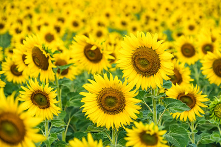 A Sunflower Field Captured in Perfect Detail, Highlighting the Brightness and Vivid Colors of Each Blooming Flowerの写真素材