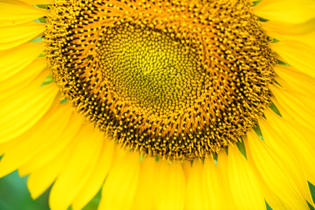 A Close-Up View of the Vibrant Yellow Sunflower Showing Intricate Details of the Seeds and Petals in Natural Light.の写真素材