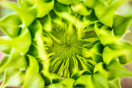 A Sunflower Field Captured in Perfect Detail, Highlighting the Brightness and Vivid Colors of Each Blooming Flowerの写真素材