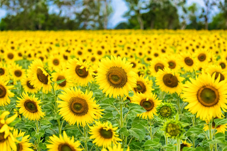 A Sunflower Field Captured in Perfect Detail, Highlighting the Brightness and Vivid Colors of Each Blooming Flowerの写真素材