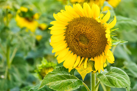 A Sunflower Field Captured in Perfect Detail, Highlighting the Brightness and Vivid Colors of Each Blooming Flowerの写真素材