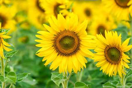 A Sunflower Field Captured in Perfect Detail, Highlighting the Brightness and Vivid Colors of Each Blooming Flowerの写真素材