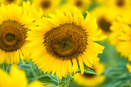 A Sunflower Field Captured in Perfect Detail, Highlighting the Brightness and Vivid Colors of Each Blooming Flowerの写真素材