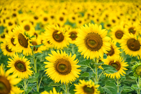 A Sunflower Field Captured in Perfect Detail, Highlighting the Brightness and Vivid Colors of Each Blooming Flowerの写真素材