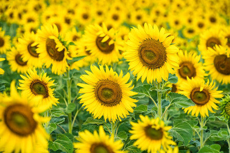 A Sunflower Field Captured in Perfect Detail, Highlighting the Brightness and Vivid Colors of Each Blooming Flowerの写真素材
