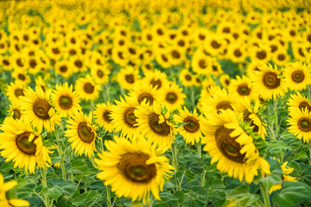 A Sunflower Field Captured in Perfect Detail, Highlighting the Brightness and Vivid Colors of Each Blooming Flowerの写真素材