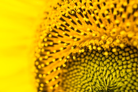 A Close-Up View of the Vibrant Yellow Sunflower Showing Intricate Details of the Seeds and Petals in Natural Light.の写真素材